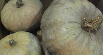Buče 15 kg - Cena 44 €