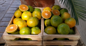 Mandarine ClemenPons 18 kg