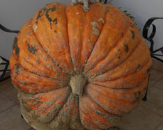 Kupite buče - Valencia pumpkins online