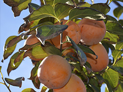 Kupite kaki na spletu - Valencia persimmons online