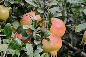 Kupite granatna jabolka na spletu - Valencia pomegranates online