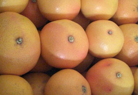 Kupite grenivke - Valencia grapefruits online