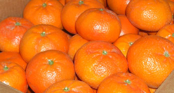Pozne mandarine 18 kg