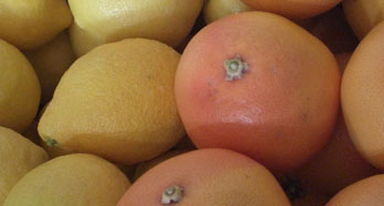Mešano Limone in Grenivke 18 kg - Cena 50 €