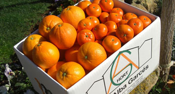 Mešano Washington Hernandina 18 kg - Cena 50 €